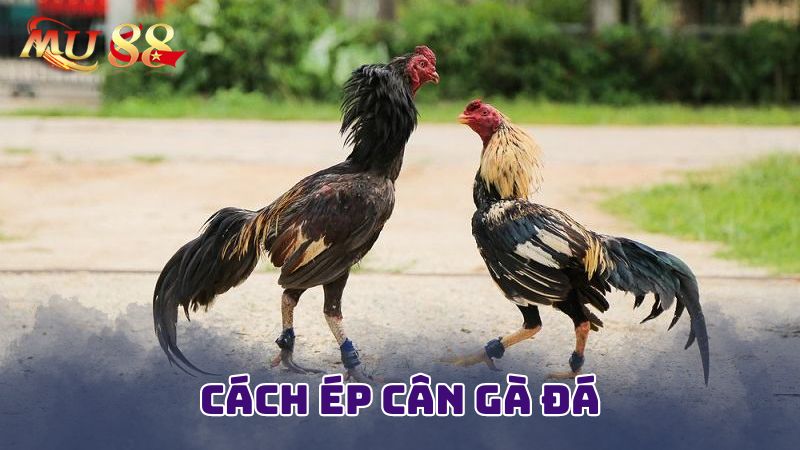 Lý do cần phải ép cân cho gà đá