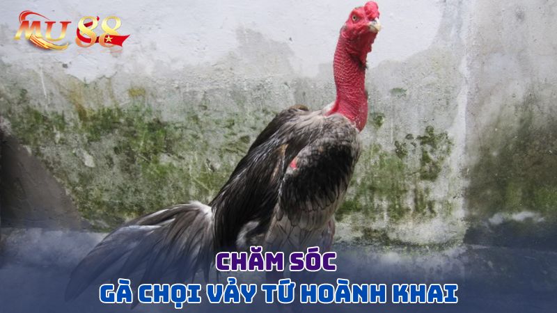 Chăm sóc gà chọi tứ hoành khai