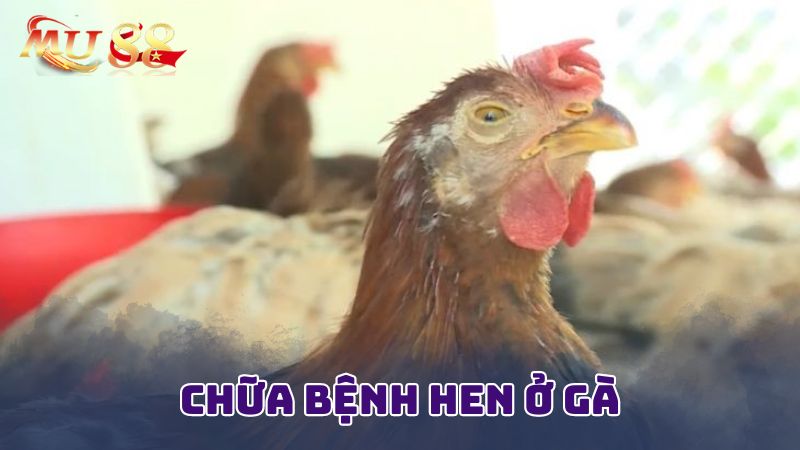 Bật mí phương pháp chữa bệnh hen ở gà