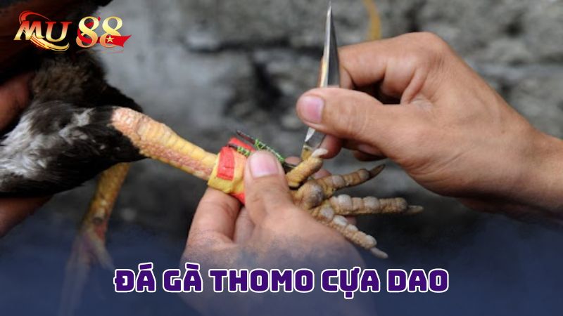 Giải thích chi tiết về đá gà thomo cựa dao