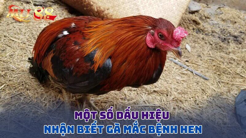 Một số dấu hiệu nhận biết gà mắc bệnh hen