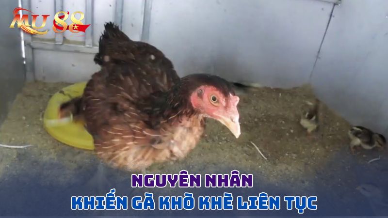 Nguyên nhân khiến gà khò khè liên tục