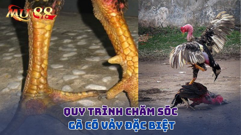 Quy trình chăm sóc gà có vảy đặc biệt